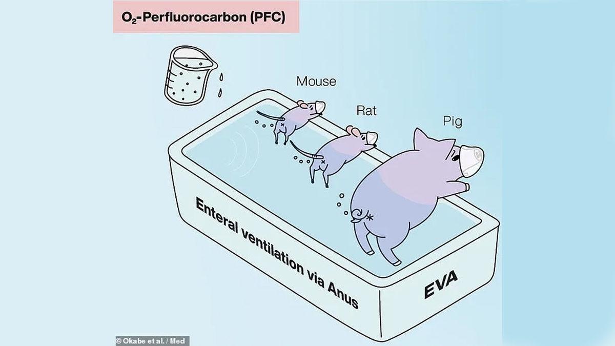 Domuzlar ve Kemirgenlerin Popolarından Nefes Alabildiği Ortaya Çıktı
