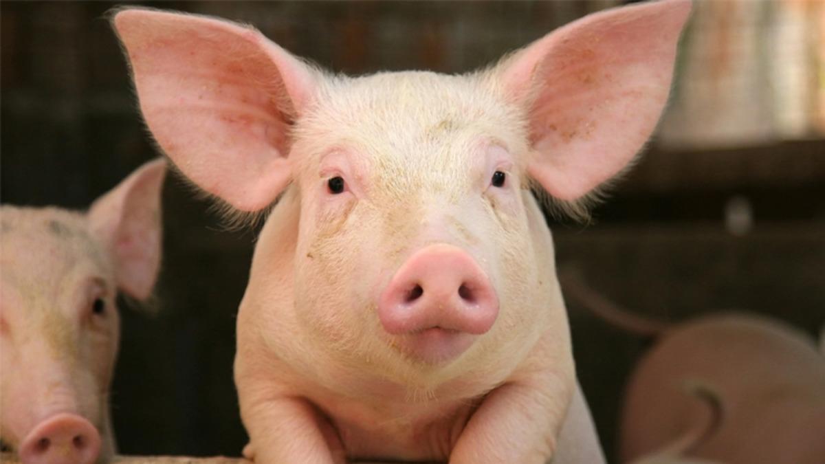 Domuzlar ve Kemirgenlerin Popolarından Nefes Alabildiği Ortaya Çıktı