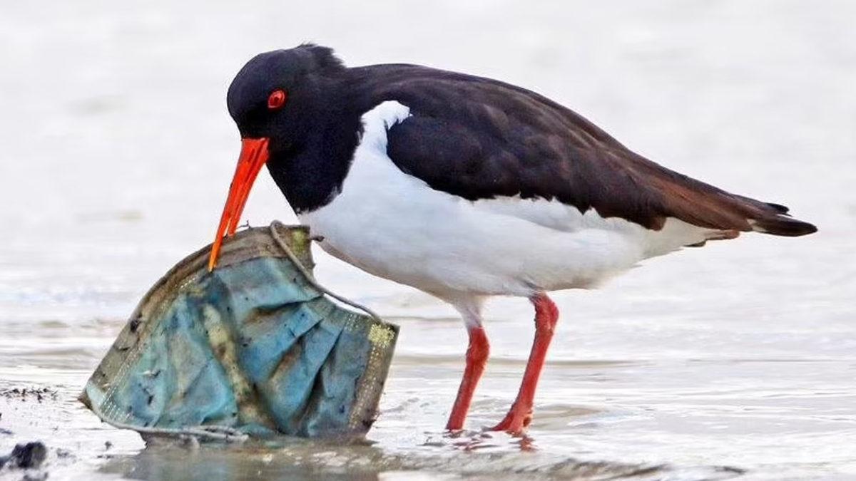Pandemide Kendi Hayatımızı Kurtarırken Doğayı Nasıl ’Öldürdüğümüzü’ Gösteren 12 Fotoğraf