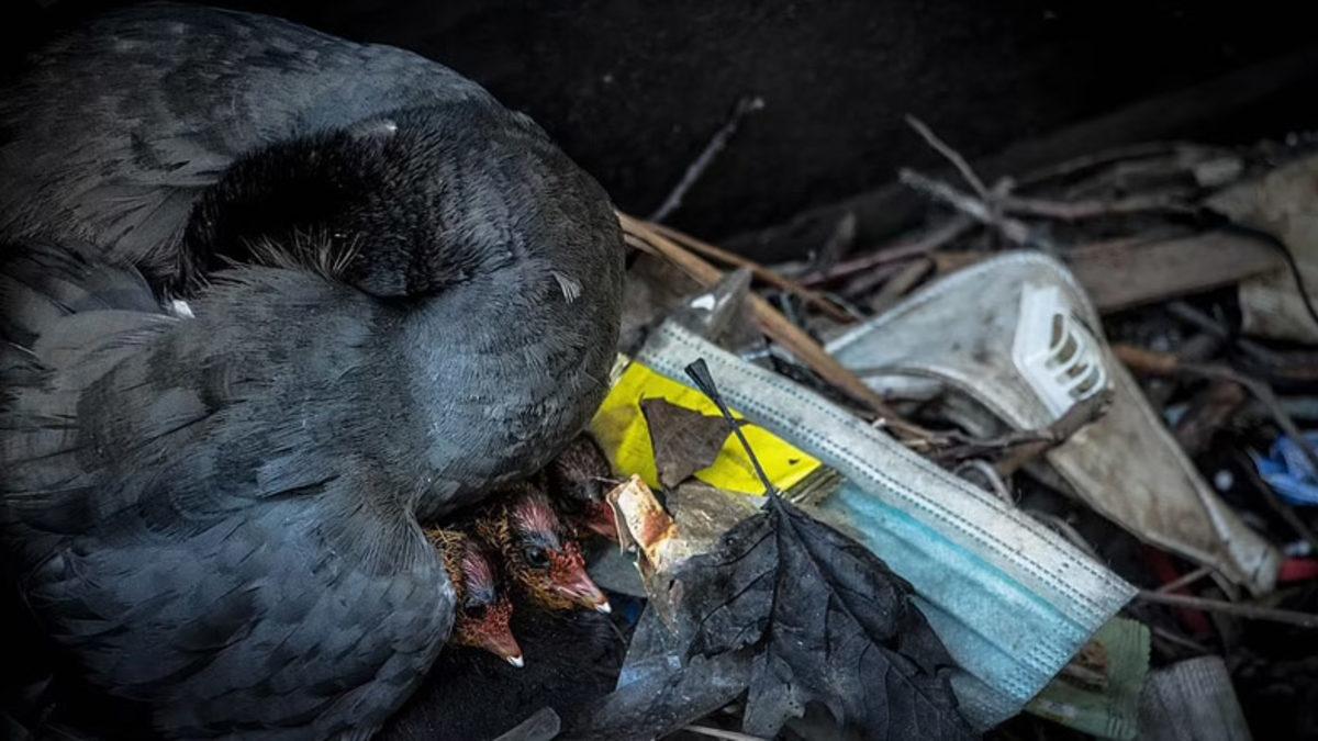 Pandemide Kendi Hayatımızı Kurtarırken Doğayı Nasıl ’Öldürdüğümüzü’ Gösteren 12 Fotoğraf