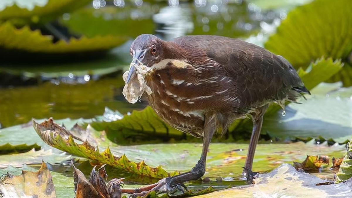 Pandemide Kendi Hayatımızı Kurtarırken Doğayı Nasıl ’Öldürdüğümüzü’ Gösteren 12 Fotoğraf
