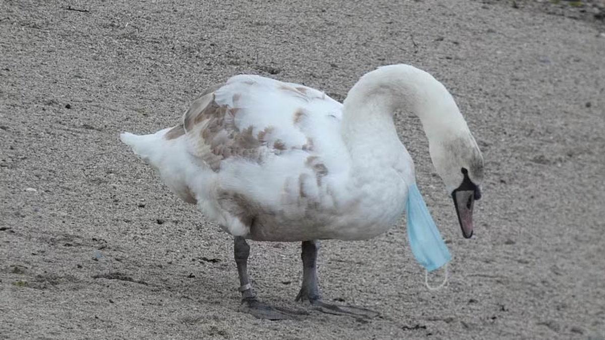 Pandemide Kendi Hayatımızı Kurtarırken Doğayı Nasıl ’Öldürdüğümüzü’ Gösteren 12 Fotoğraf