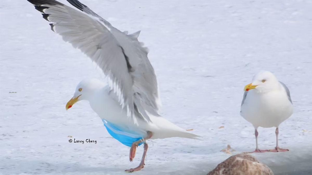 Pandemide Kendi Hayatımızı Kurtarırken Doğayı Nasıl ’Öldürdüğümüzü’ Gösteren 12 Fotoğraf