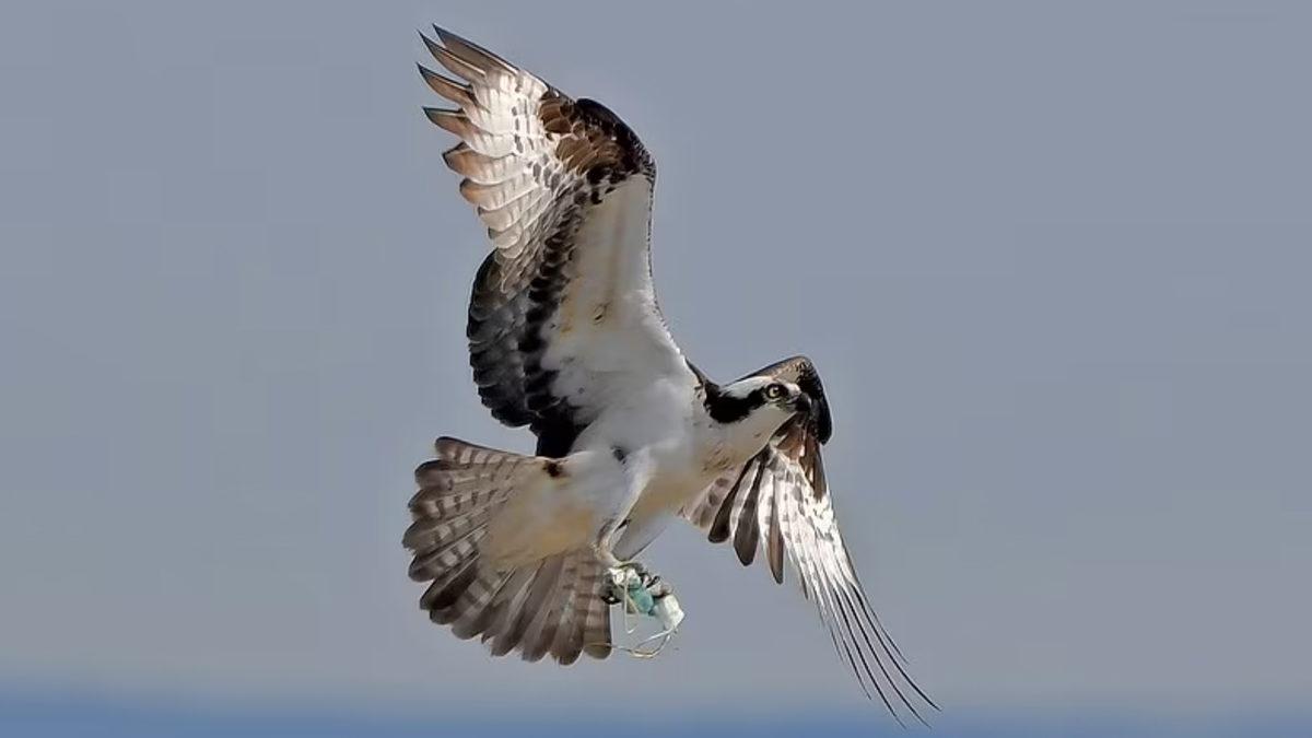 Pandemide Kendi Hayatımızı Kurtarırken Doğayı Nasıl ’Öldürdüğümüzü’ Gösteren 12 Fotoğraf