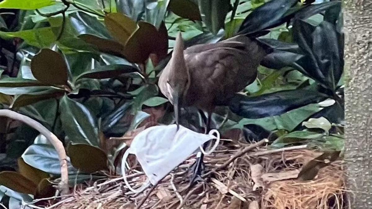 Pandemide Kendi Hayatımızı Kurtarırken Doğayı Nasıl ’Öldürdüğümüzü’ Gösteren 12 Fotoğraf