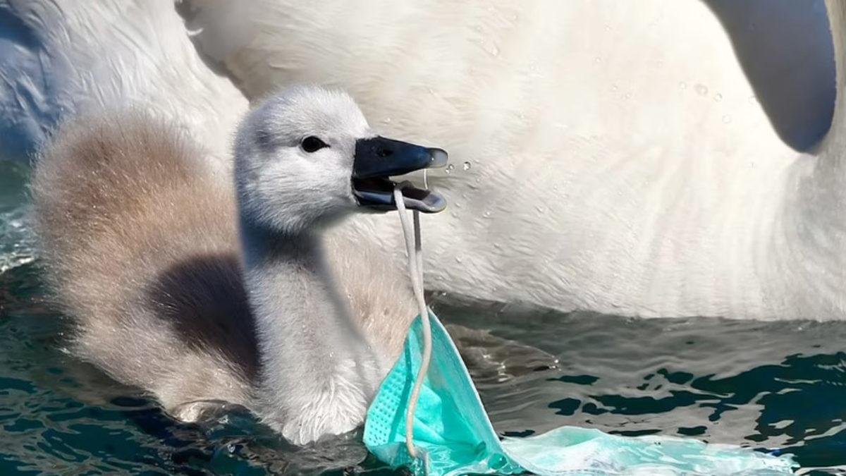 Pandemide Kendi Hayatımızı Kurtarırken Doğayı Nasıl ’Öldürdüğümüzü’ Gösteren 12 Fotoğraf