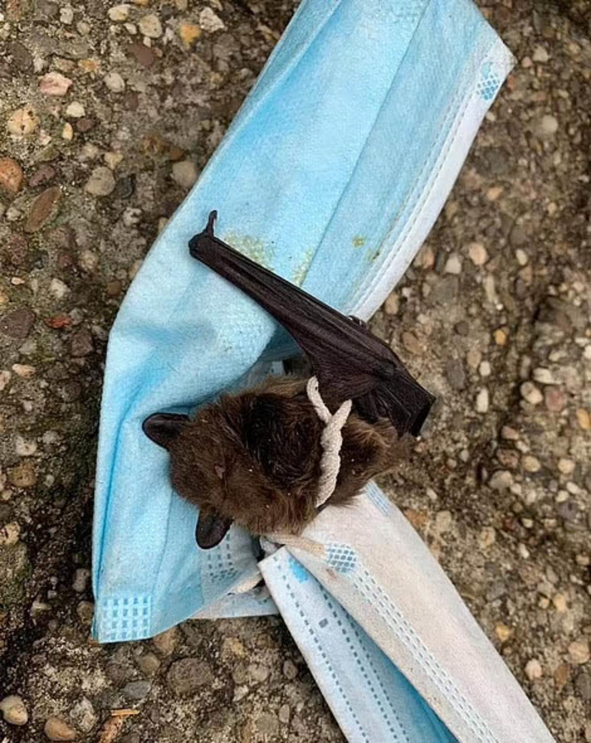 Pandemide Kendi Hayatımızı Kurtarırken Doğayı Nasıl ’Öldürdüğümüzü’ Gösteren 12 Fotoğraf