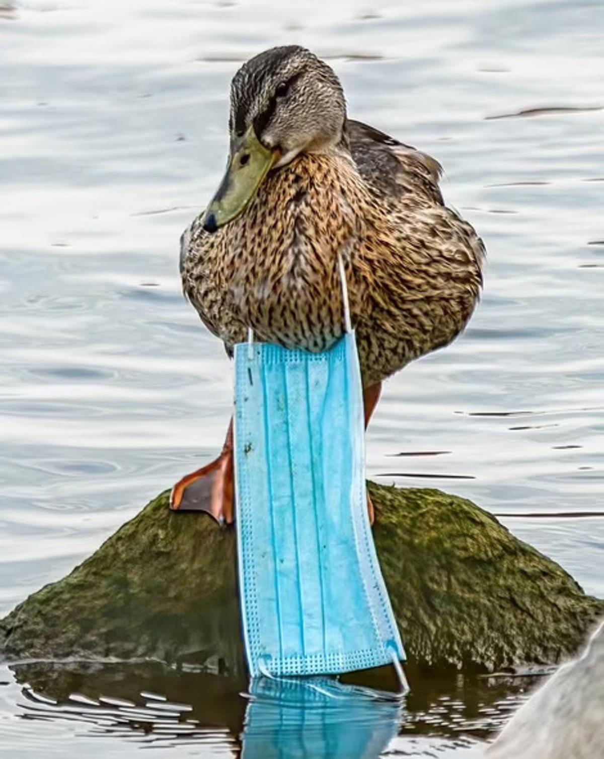 Pandemide Kendi Hayatımızı Kurtarırken Doğayı Nasıl ’Öldürdüğümüzü’ Gösteren 12 Fotoğraf