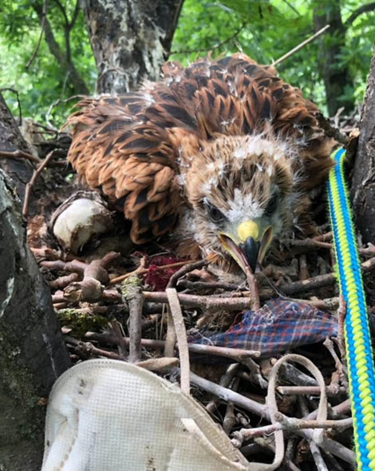Pandemide Kendi Hayatımızı Kurtarırken Doğayı Nasıl ’Öldürdüğümüzü’ Gösteren 12 Fotoğraf