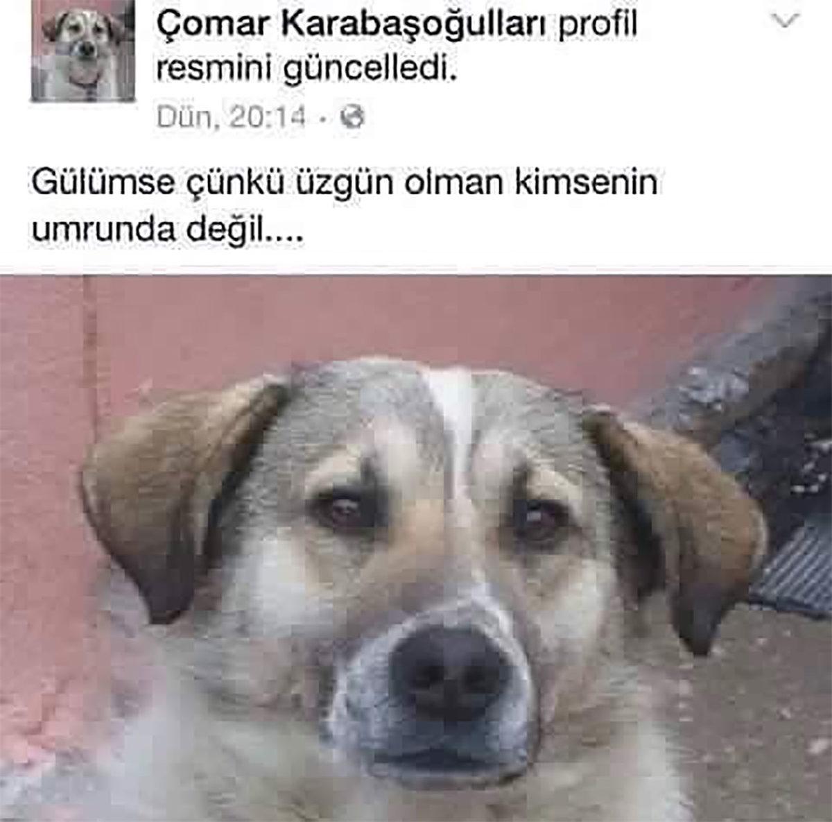 Köpeklerin Küçük Emrah Gibi Bakmasının Nedenini Öğrenince Onları Daha da Seveceksiniz