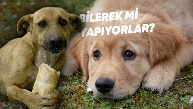Köpeklerin Küçük Emrah Gibi Bakmasının Nedenini Öğrenince Onları Daha da Seveceksiniz