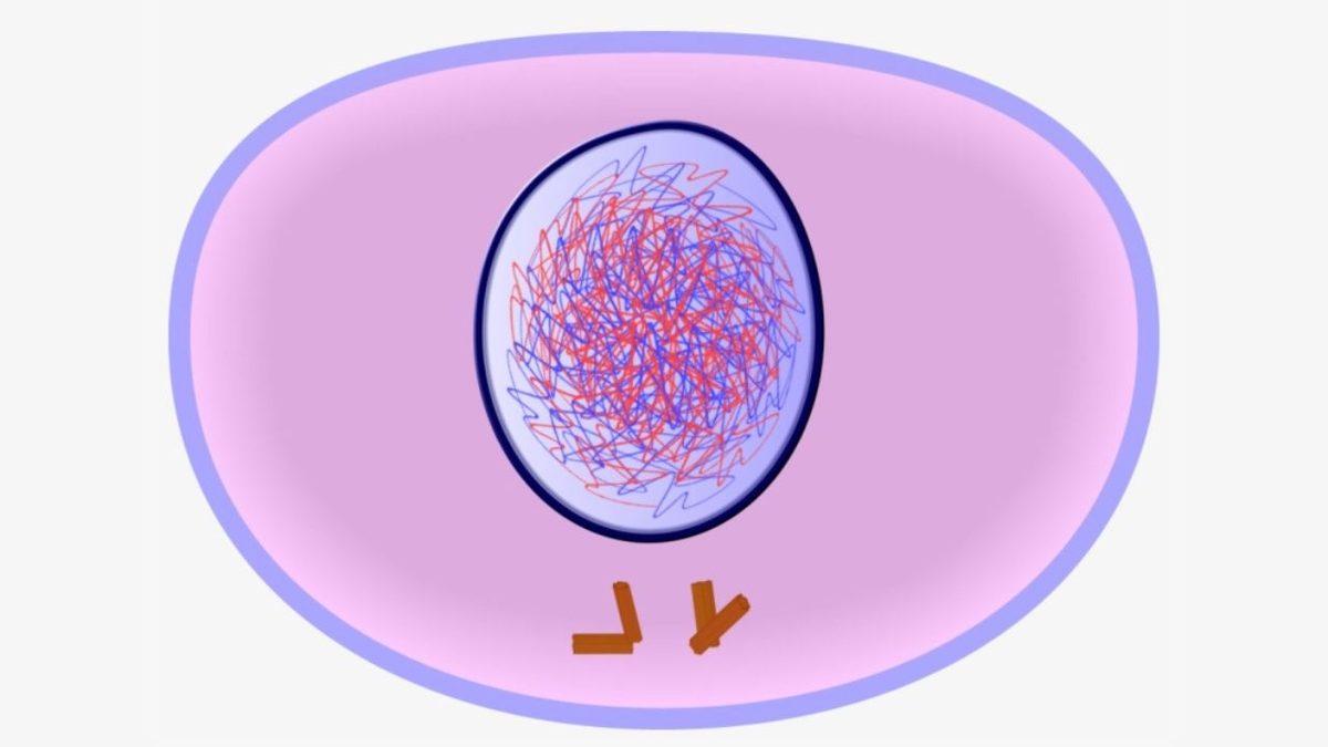 Biyoloji Dersinden Hatırlayacağımız ’Mitoz Bölünme’ Aslında Nedir? İşte Sırasıyla Evreleri ve Özellikleri