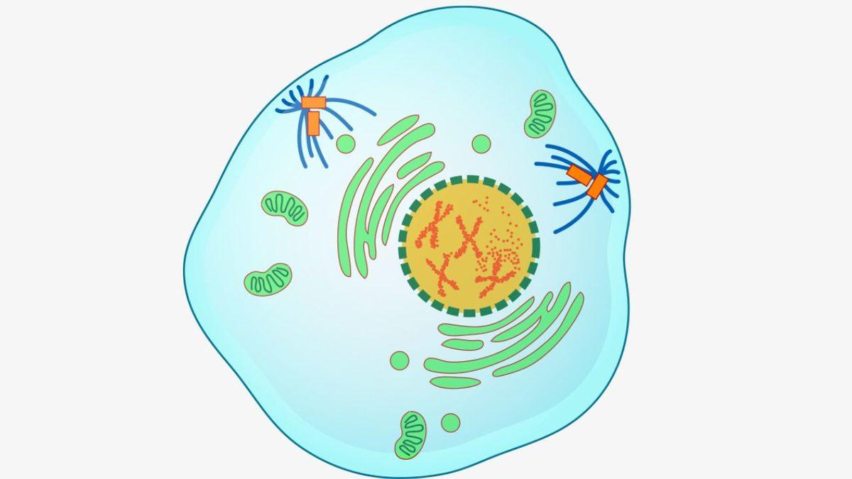 Biyoloji Dersinden Hatırlayacağımız ’Mitoz Bölünme’ Aslında Nedir? İşte Sırasıyla Evreleri ve Özellikleri