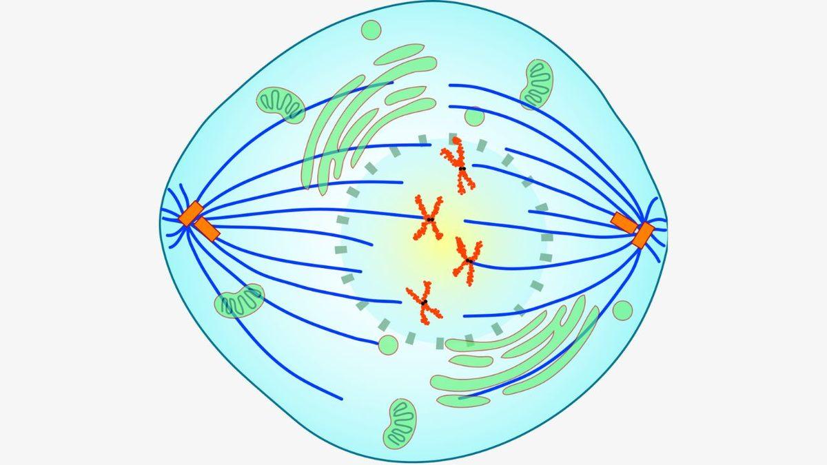 Biyoloji Dersinden Hatırlayacağımız ’Mitoz Bölünme’ Aslında Nedir? İşte Sırasıyla Evreleri ve Özellikleri