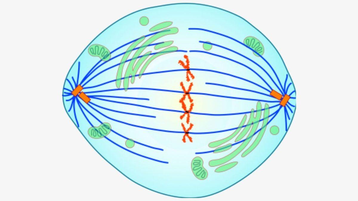 Biyoloji Dersinden Hatırlayacağımız ’Mitoz Bölünme’ Aslında Nedir? İşte Sırasıyla Evreleri ve Özellikleri