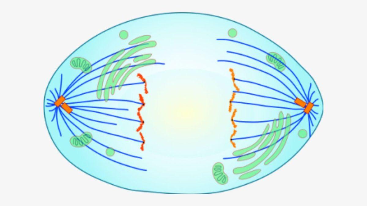 Biyoloji Dersinden Hatırlayacağımız ’Mitoz Bölünme’ Aslında Nedir? İşte Sırasıyla Evreleri ve Özellikleri