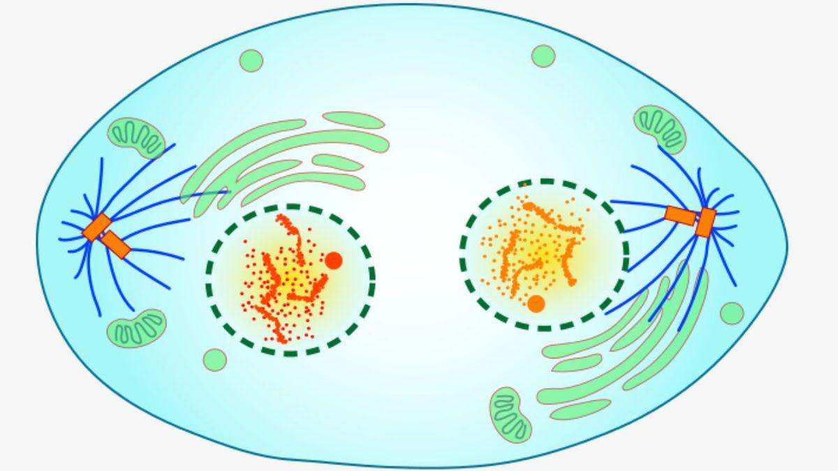 Biyoloji Dersinden Hatırlayacağımız ’Mitoz Bölünme’ Aslında Nedir? İşte Sırasıyla Evreleri ve Özellikleri
