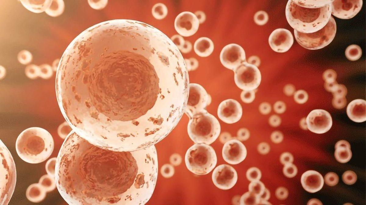 Biyoloji Dersinden Hatırlayacağımız ’Mitoz Bölünme’ Aslında Nedir? İşte Sırasıyla Evreleri ve Özellikleri