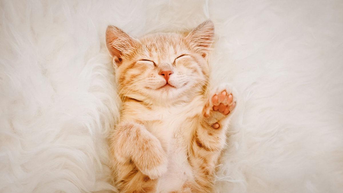 Kediler, Polonya’da ‘İstilacı Yabancı Tür’ Olarak Tanımlandı (Hem de Oldukça Ciddi Bir Sebeple)