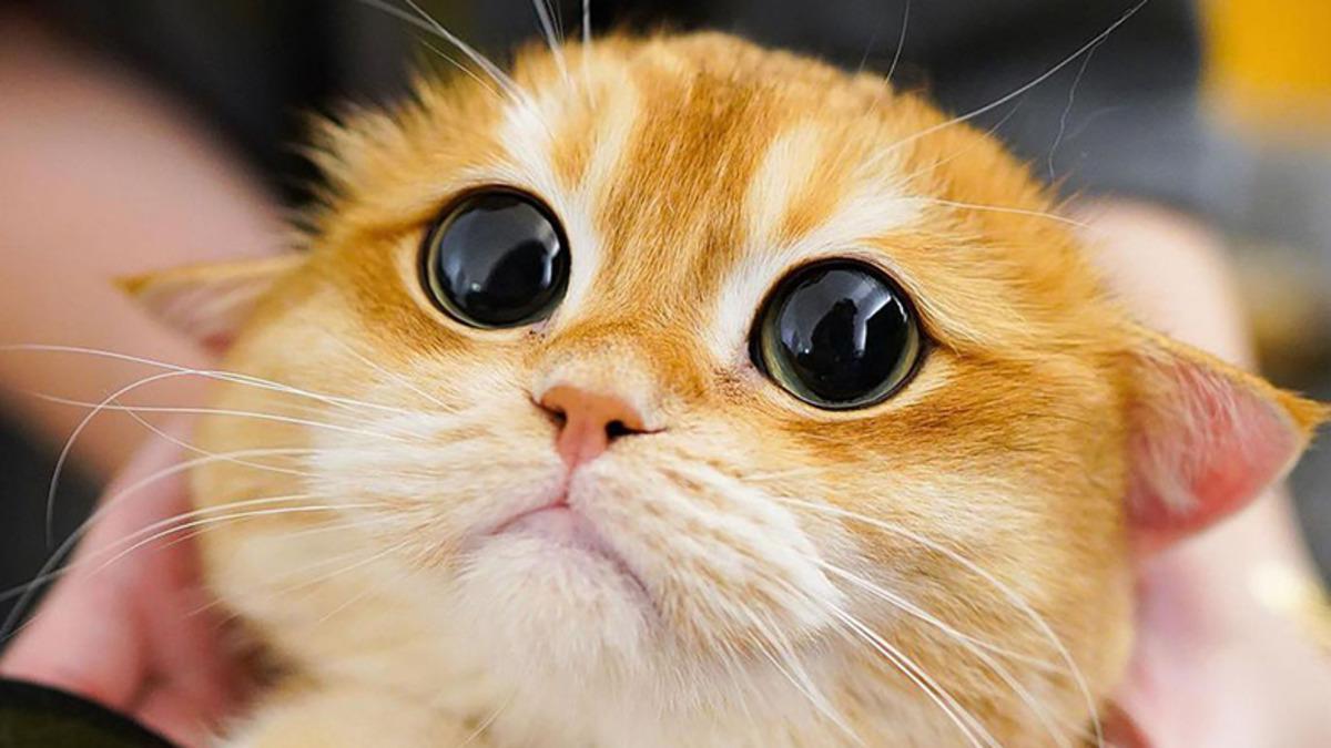 Kediler, Polonya’da ‘İstilacı Yabancı Tür’ Olarak Tanımlandı (Hem de Oldukça Ciddi Bir Sebeple)