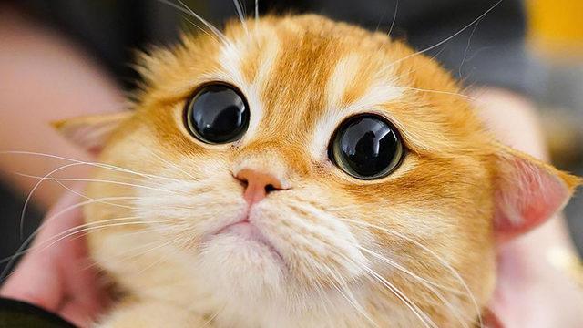 Kediler, Polonya’da ‘İstilacı Yabancı Tür’ Olarak Tanımlandı (Hem de Oldukça Ciddi Bir Sebeple)