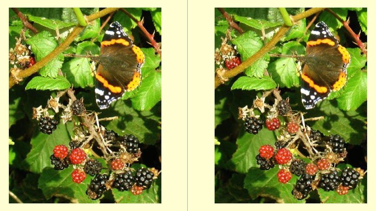 Bu Görseller Arasında Kaç Tane Fark Olduğunu Bulabilecek misin?