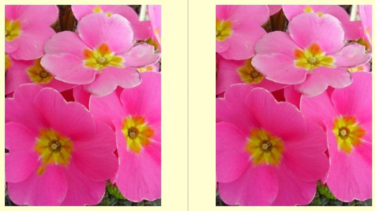 Bu Görseller Arasında Kaç Tane Fark Olduğunu Bulabilecek misin?