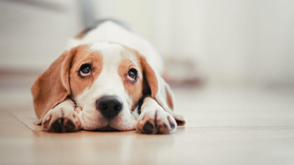 Sebepsiz Yere Bir Anda Üzülmeye ya da Sıkılmaya Başlıyorsanız Bu Psikolojik Durumları Yaşıyor Olabilirsiniz