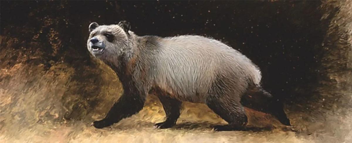 Pandalar Sadece Çin’de Yaşamamış... Bildiğimizden Çok Farklı Görünen Bir ’Avrupalı Panda’ Türü Keşfedildi!