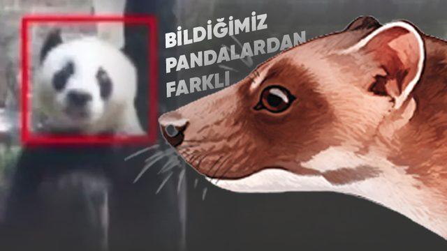 Pandalar Sadece Çin’de Yaşamamış... Bildiğimizden Çok Farklı Görünen Bir ’Avrupalı Panda’ Türü Keşfedildi!