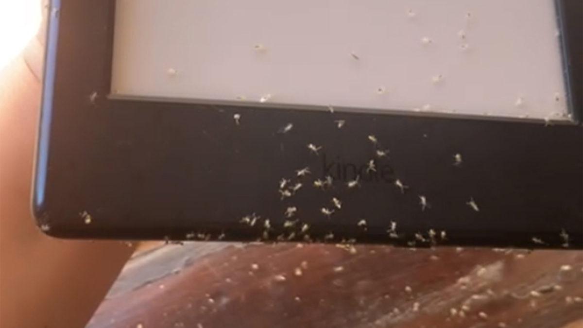 Bir Grup ’Deli Karınca’, İstila Ettikleri Tabletten Kitap Sipariş Etti! [Video]