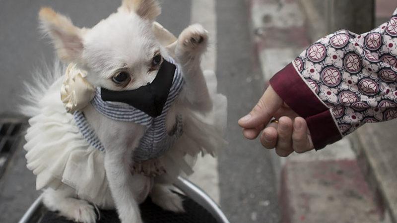 Malezya’da Köpeklerden İnsanlara Bulaşan Bir Koronavirüs Tespit Edildi