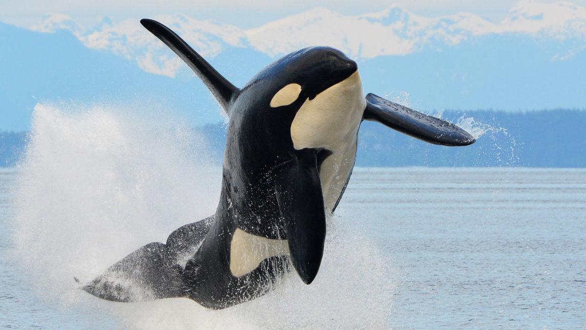 Bu ’Ciğerci’ Katil Balinalar, Avladıkları Köpek Balıklarının Sadece Karaciğerlerini Yiyor: Tamam da Niye? [Video]