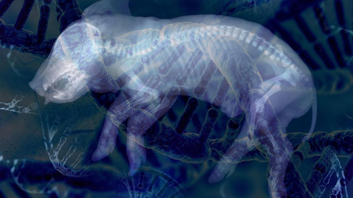 ’Ölü’ Domuz Organları, Saatler Sonra Hayata Döndürüldü: Ölen İnsanları Saatler Sonra Diriltmek Mümkün Olabilir!