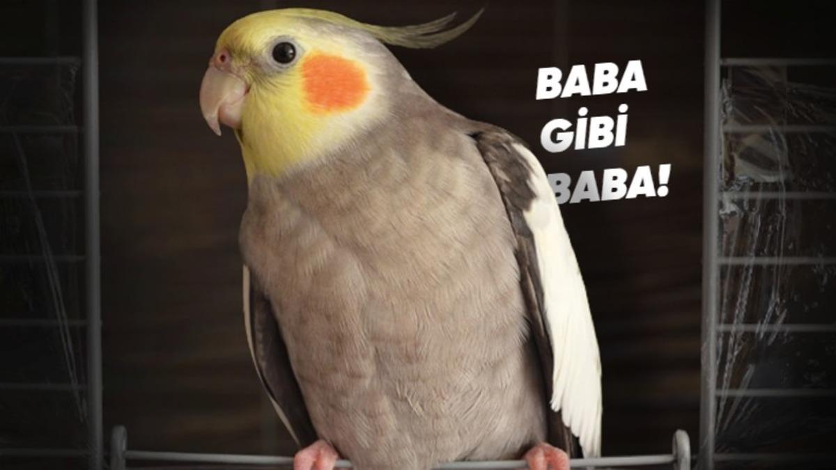 Sultan Papağanları Hakkında Duyunca Şaşıracağınız 8 Bilimsel Gerçek