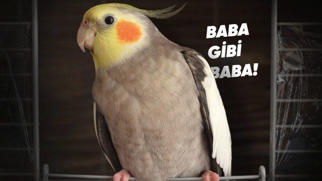 Sultan Papağanları Hakkında Duyunca Şaşıracağınız 8 Bilimsel Gerçek