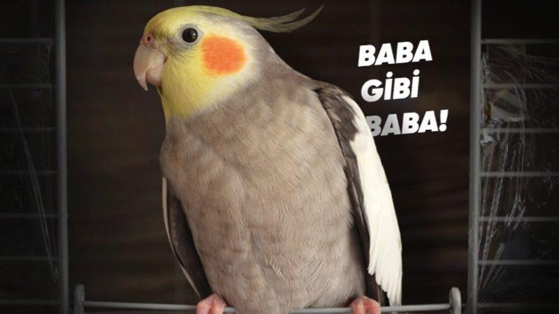 Sultan Papağanları Hakkında Duyunca Şaşıracağınız 8 Bilimsel Gerçek