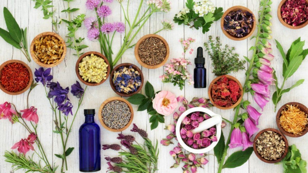 Netflix Dizisi Zeytin Ağacı ile Gündem Oldu: ’Aile Dizimi’ Adlı Enteresan Tedavi Yöntemi de Neyin Nesi? [İNCELEME]