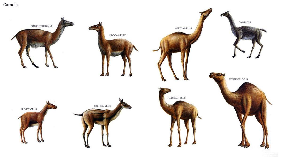 Eğer Bu Genel Kültür Sorularının Tamamını Yapabiliyorsan Toplumun %95’inden Daha Kültürlüsün Demektir