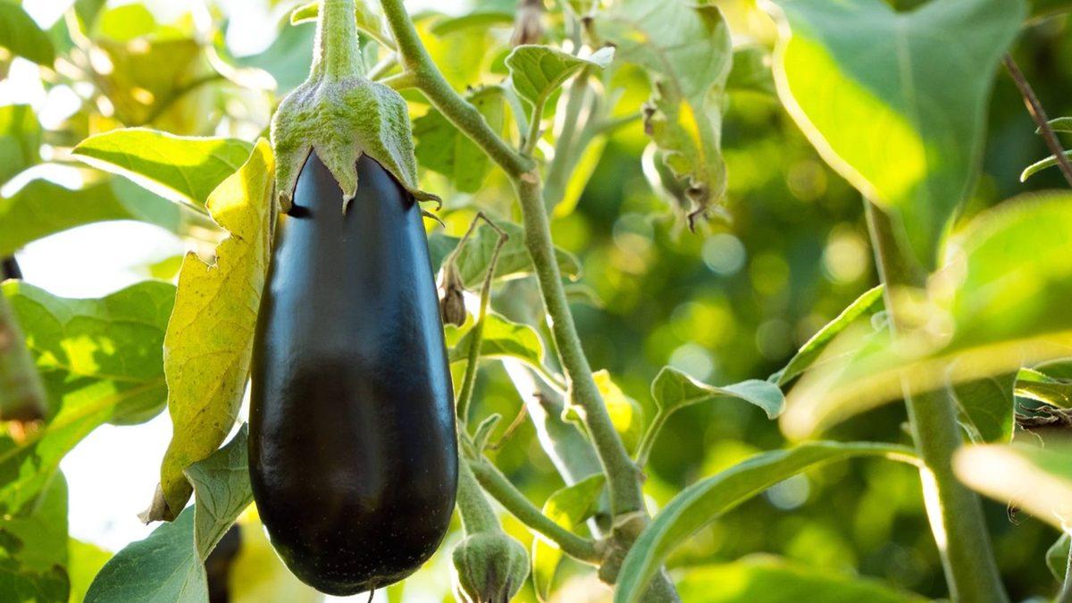 Eğer Bu Genel Kültür Sorularının Tamamını Yapabiliyorsan Toplumun %95’inden Daha Kültürlüsün Demektir