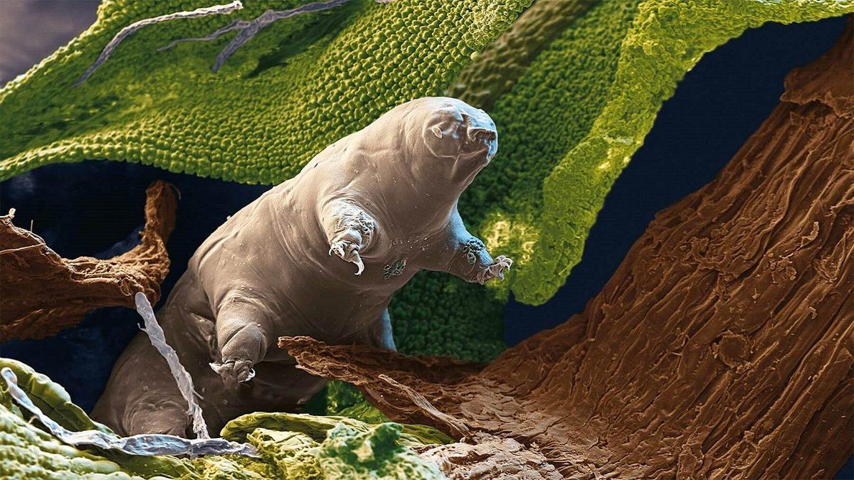 Dünyanın En Dayanıklı Canlısı Tardigradlar, Gezegenler Arası Yaşamı Yaymış Olabilir mi?
