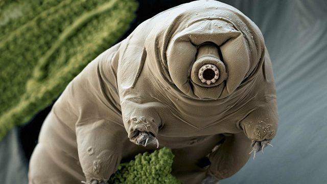 Dünyanın En Dayanıklı Canlısı Tardigradlar, Gezegenler Arası Yaşamı Yaymış Olabilir mi?