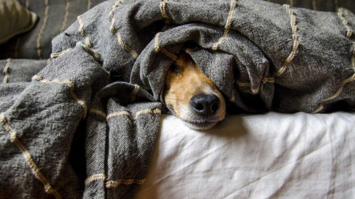 Hastalandığınızda İştahınızın Kesilme Nedenini Öğrenince Metabolizmanıza Olan Saygınız Artacak