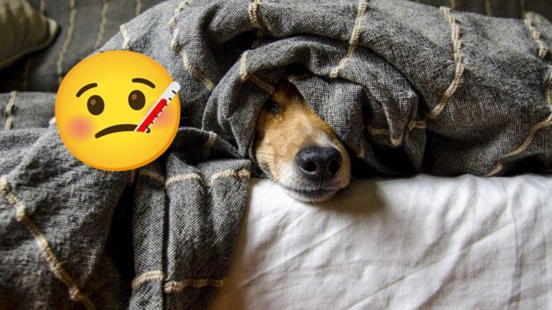 Hastalandığınızda İştahınızın Kesilme Nedenini Öğrenince Metabolizmanıza Olan Saygınız Artacak