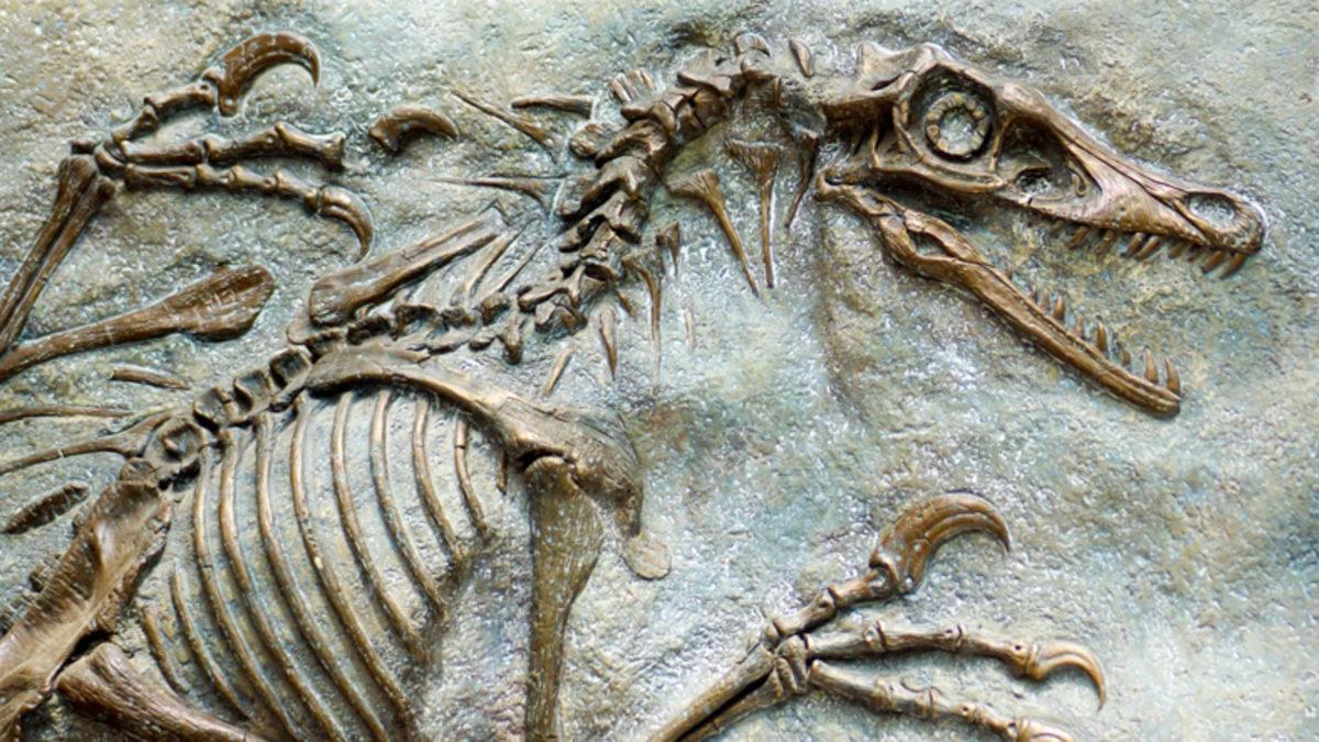 Müzelerde Sergilenen Dinozor İskeletlerinin Tamamının Gerçek Kemiklerden Oluştuğunu Sanıyorsanız Yanılıyorsunuz! İşte Sebebi...