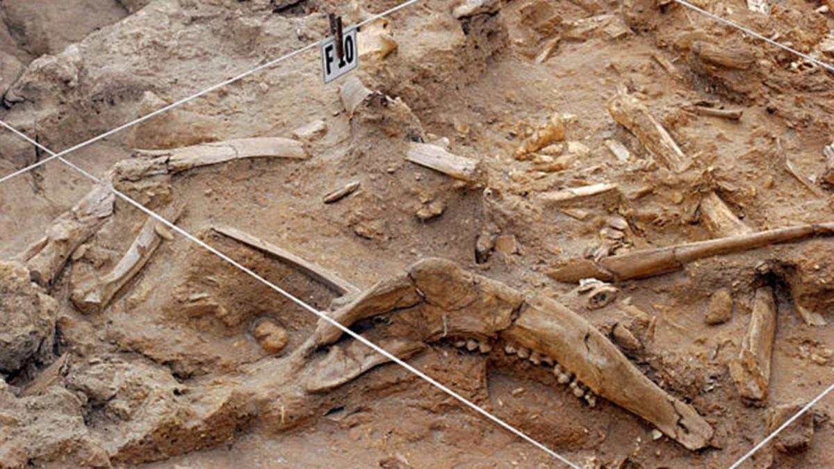 Müzelerde Sergilenen Dinozor İskeletlerinin Tamamının Gerçek Kemiklerden Oluştuğunu Sanıyorsanız Yanılıyorsunuz! İşte Sebebi...