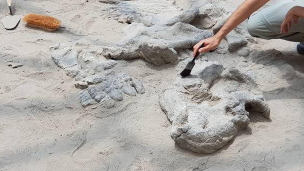 Müzelerde Sergilenen Dinozor İskeletlerinin Tamamının Gerçek Kemiklerden Oluştuğunu Sanıyorsanız Yanılıyorsunuz! İşte Sebebi...