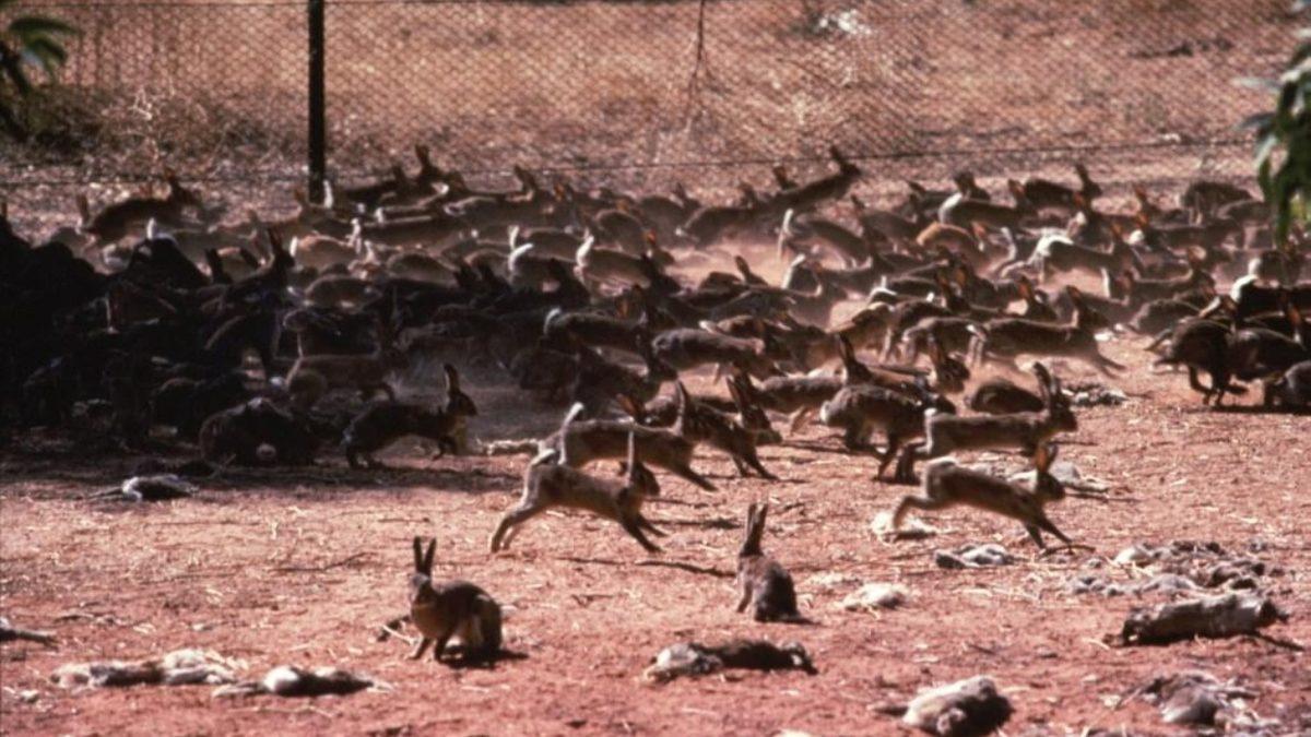 İngilizler Matematikteki ’Üslü Sayıları’ Anlamayınca Tavşanlar Avustralya’yı Nasıl İşgal Etti?