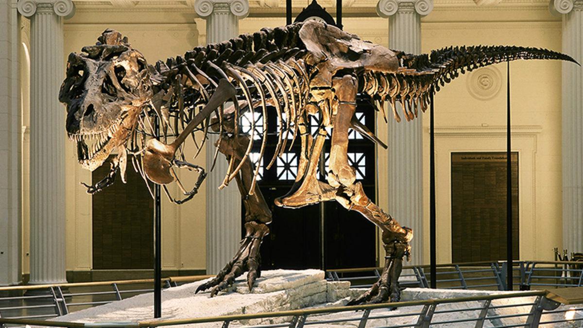 Müzelerde Sergilenen Dinozor İskeletlerinin Tamamının Gerçek Kemiklerden Oluştuğunu Sanıyorsanız Yanılıyorsunuz! İşte Sebebi...