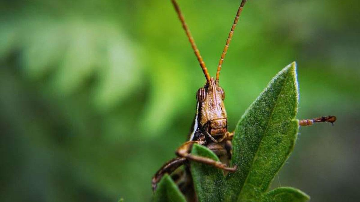 Çekirgelerin ’Koklayarak’ Kanseri Teşhis Edebileceği Keşfedildi: Peki Ne İşimize Yarayacak?